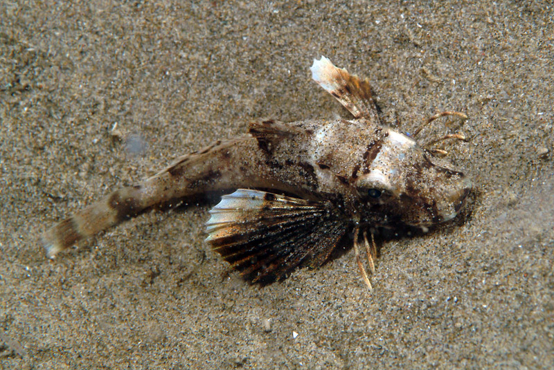 juvenile Chelidonichthys lucerna